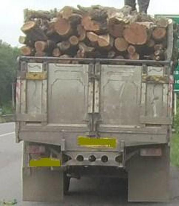 کشف بیش از ۴ تن چوب قاچاق در رشت