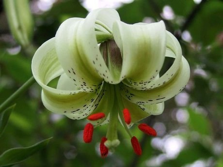 سوسن چلچراغ - نادرترین گل جهان در رودبار شکوفه داد - رامین حسین‌زاده