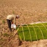 شالیزار در گیلان 10 - این کویر یک شالیزار در گیلان است! / گزارش تصویری - شالیزار در گیلان