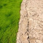 شالیزار در گیلان 8 - این کویر یک شالیزار در گیلان است! / گزارش تصویری - شالیزار در گیلان