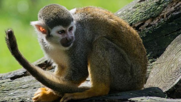 میمون - دستگیری میمون مزاحم در تهران ! +عکس - میمون