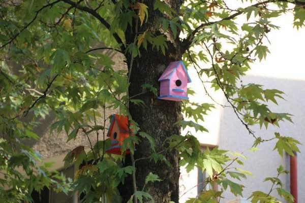 لانه های چوبی پرندگان در شهر لاهیجان 1 - لانه های چوبی پرندگان در شهر لاهیجان نصب می شود + تصاویر - لانه های چوبی پرندگان