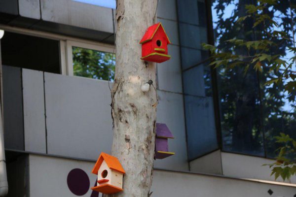 لانه های چوبی پرندگان در شهر لاهیجان 4 - لانه های چوبی پرندگان در شهر لاهیجان نصب می شود + تصاویر - لانه های چوبی پرندگان