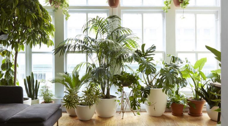 گیاهان آپارتمانی محبوب با نگهداری آسان