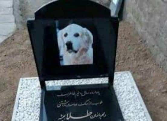 برگزاری مراسم تششیع باشکوه برای یک سگ در سنگر رشت - برگزاری مراسم تشییع باشکوه برای یک سگ در سنگر رشت! - تششیع سگ