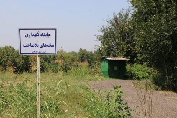 سگ‌های بدون صاحب توسط شهرداری لاهیجان نگهداری می‌شود 1 - سگ‌های بدون صاحب توسط شهرداری لاهیجان نگهداری می‌شود - سگ‌های بدون صاحب