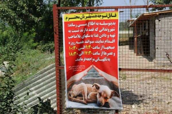 سگ‌های بدون صاحب توسط شهرداری لاهیجان نگهداری می‌شود 3 - سگ‌های بدون صاحب توسط شهرداری لاهیجان نگهداری می‌شود - سگ‌های بدون صاحب
