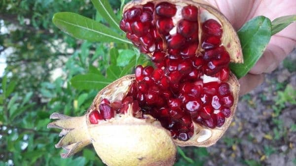 انار ترش - آغاز برداشت انار ترش از باغات گیلان - انار ترش