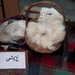 گزارش تصویری جشن ثبت ملی قله سماموس بلندترین قله استان گیلان 8 - گزارش تصویری جشن ثبت ملی قله سماموس بلندترین قله استان گیلان - سماموس