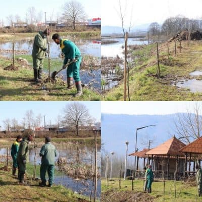 کاشت چهار هزار درخت توسط شهرداری لاهیجان - کاشت چهار هزار درخت توسط شهرداری لاهیجان - شهرداری لاهیجان
