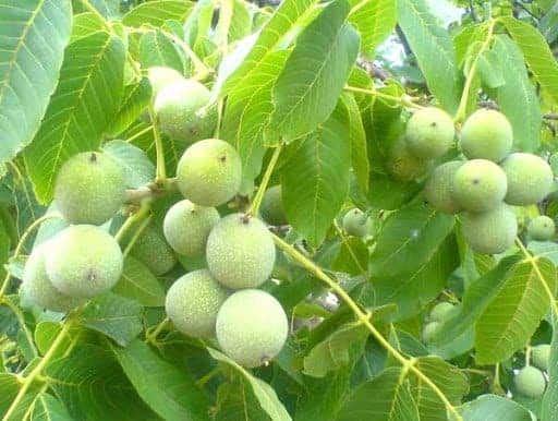 سرمای بهاره ۱۶۶ میلیارد تومان خسارت به باغات گیلان وارد کرد