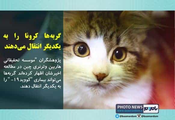 گربه‌ها کرونا را به یکدیگر انتقال می‌دهند - گربه‌ها کرونا را به یکدیگر انتقال می‌دهند - کرونا