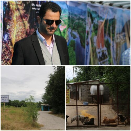 عقیم سازی سگ های بدون صاحب توسط شهرداری لاهیجان - عقیم سازی سگ های بدون صاحب توسط شهرداری لاهیجان آغاز شد -