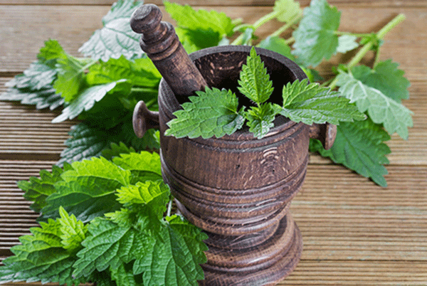 عفونت های بدن را با این گیاه درمان کنید