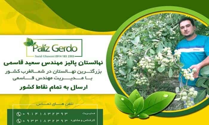image 4260347dbd09edee1afc84e79d25f8901b19a443 - با معتبرترین مرکز خرید نهال گردو در سال 99 آشنا شوید + مشاوره رایگان - خرید نهال