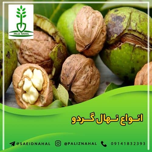 با معتبرترین مرکز خرید نهال گردو در سال 99 آشنا شوید + مشاوره رایگان