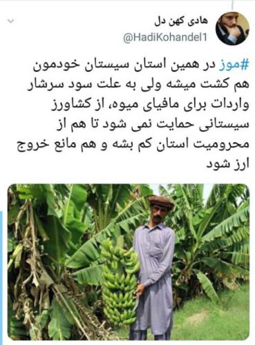 واکنش کاربران توئیتری به قیمت نجومیِ موز 2 - واکنش کاربران توئیتری به قیمت نجومیِ موز / طرح تعویض یارانه با یک کیلو موز! - قیمت موز