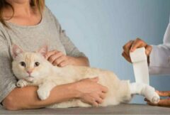 هرآنچه از درمان زخم حیوانات باید بدانید