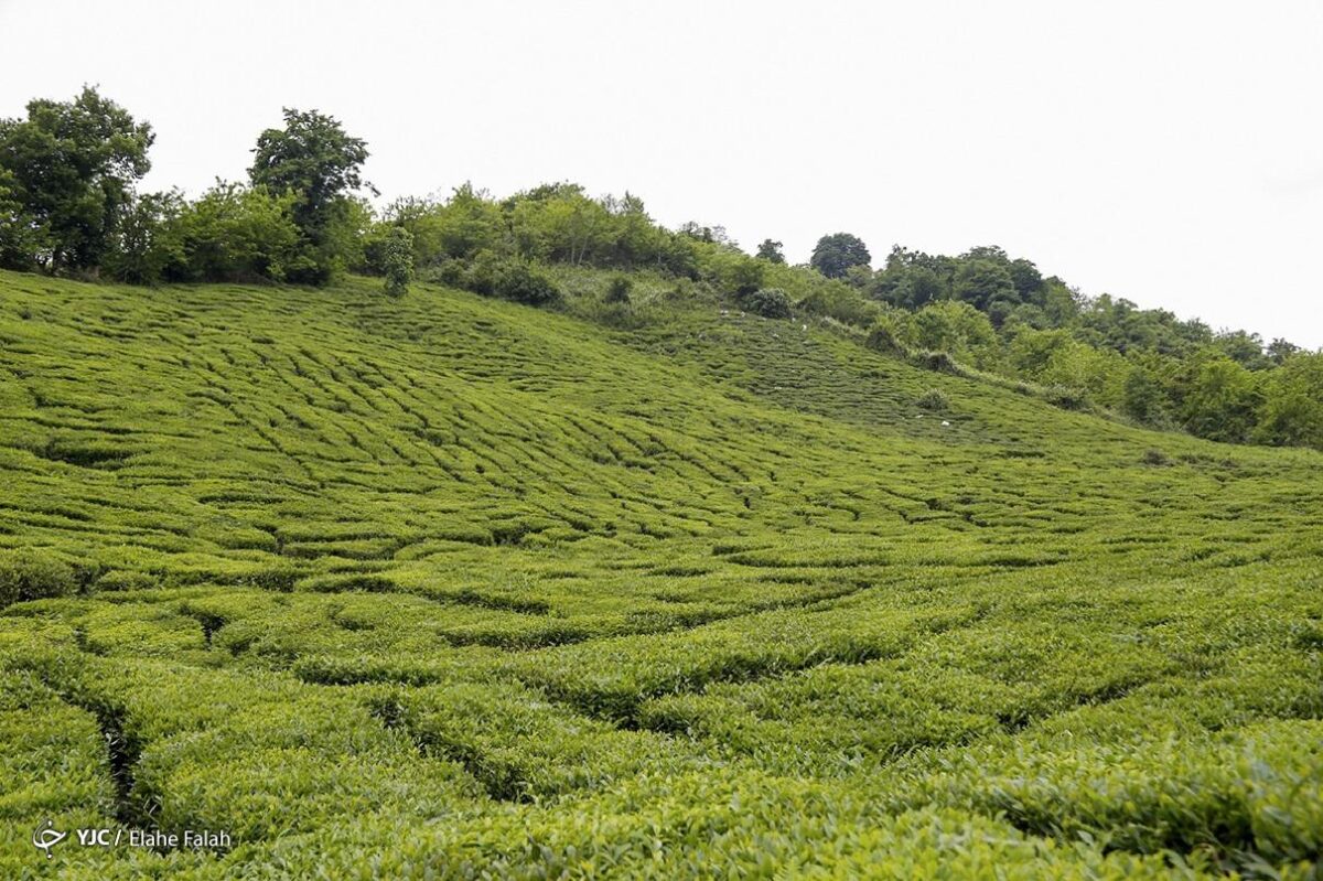 تصاویری از برداشت برگ سبز چای در گیلان 2 scaled - تصاویری از برداشت برگ سبز چای در گیلان