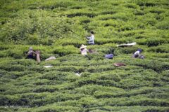تصاویری از برداشت برگ سبز چای در گیلان