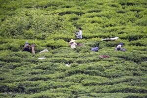 تصاویری از برداشت برگ سبز چای در گیلان
