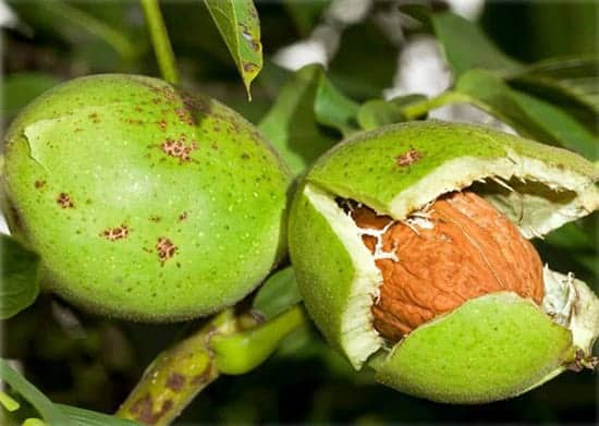 2 4 - انواع نهال گردو پربار جهان کدامند؟ + {راهنمای خرید} - درخت