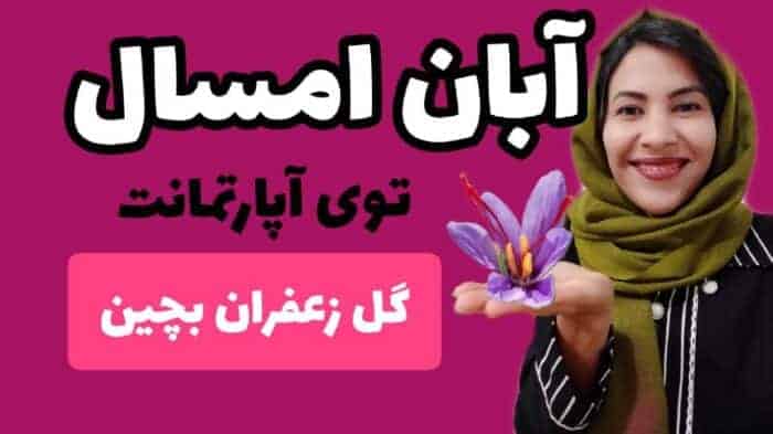 1 1 - آموزش صفر تا صد کاشت زعفران در منزل - پیاز_زعفران