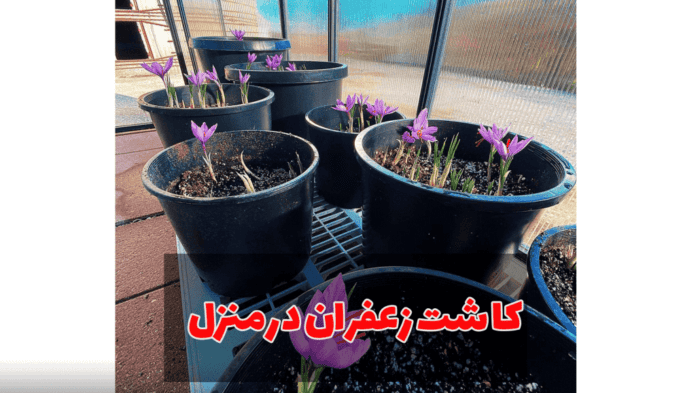 3 - آموزش صفر تا صد کاشت زعفران در منزل - پیاز_زعفران