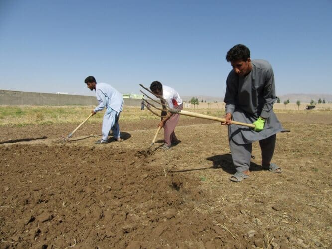 5 - آموزش صفر تا صد کاشت زعفران در منزل - پیاز_زعفران
