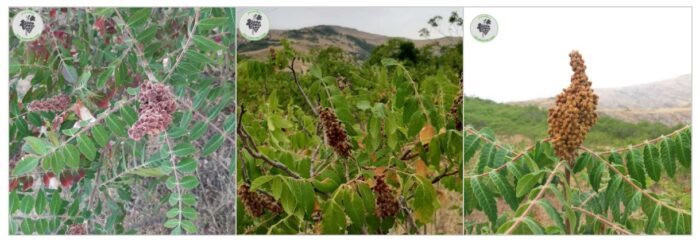 sumac - بهترین محصولات طبیعی سردشت (عسل، سماق و انگور سیاه) - محصولات سردشت