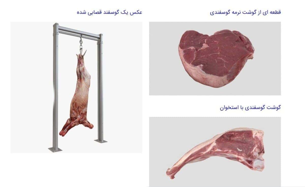 تاثیر خوراک دام بر طعم گوشت گوسفند