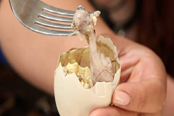 بالوت Balut - تصاویری از چندش‌آورترین غذاهای جهان؛ از رتیل سرخ شده تا تخم مرغ صدساله!
