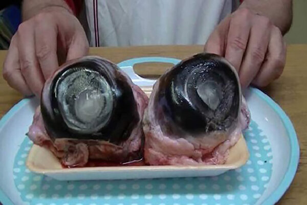 تن چشم ماهی - تصاویری از چندش‌آورترین غذاهای جهان؛ از رتیل سرخ شده تا تخم مرغ صدساله!