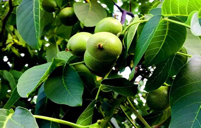 مقایسه پربارترین نهال گردو در جهان