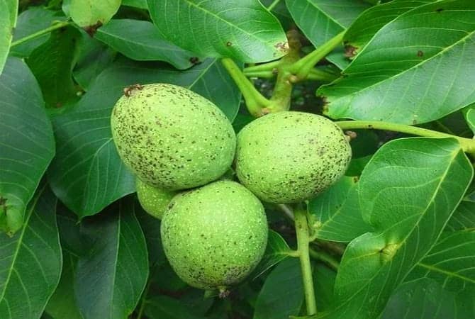 گردو 2 - مقایسه پربارترین نهال گردو در جهان -