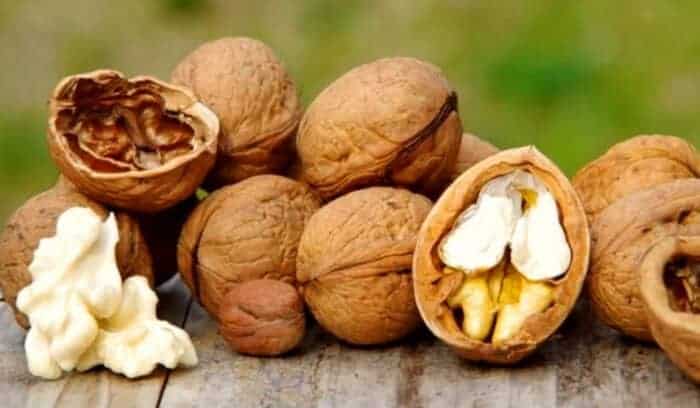 گردو 3 - مقایسه پربارترین نهال گردو در جهان -