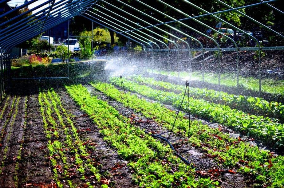 راهنمای کلیدی در مورد مه پاش گلخانه