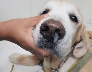 بیماری دیستمپر سگ چیست؟