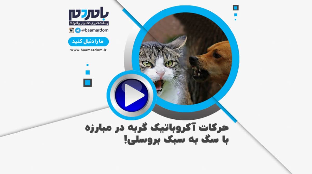 حرکات آکروباتیک گربه در مبارزه با سگ به سبک بروسلی / فیلم