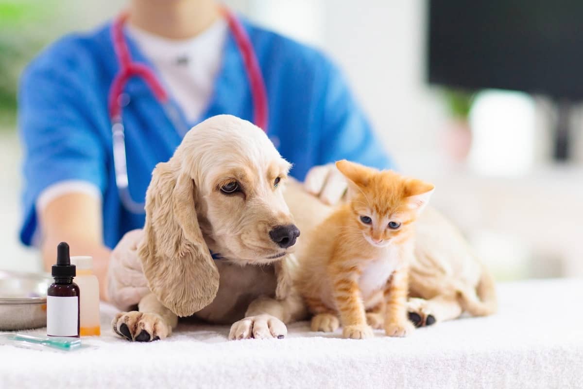 The best veterinary clinic.jpg