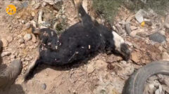 کشتار ۱۶۰۰ سگ در نقاهتگاه دماوند / مدیرکل محیط زیست تهران: قتل عام سگ های رهاشده غیرقانونی و غیرکارشناسی است