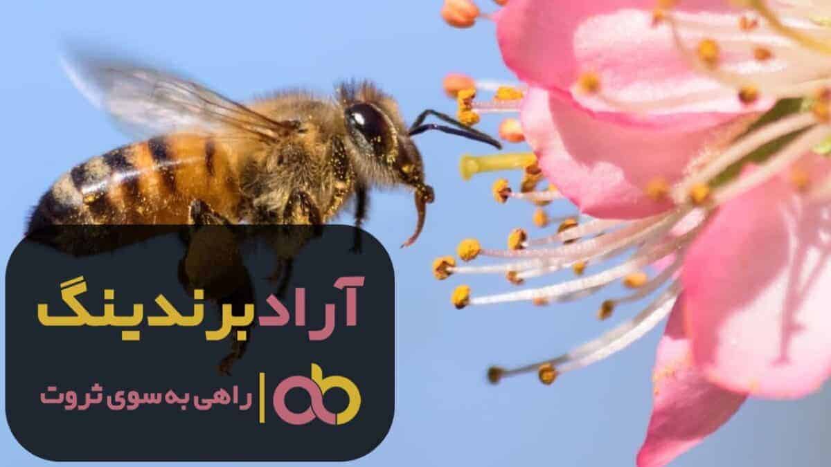 قیمت زنبور عسل ملکه نوزماز ریز