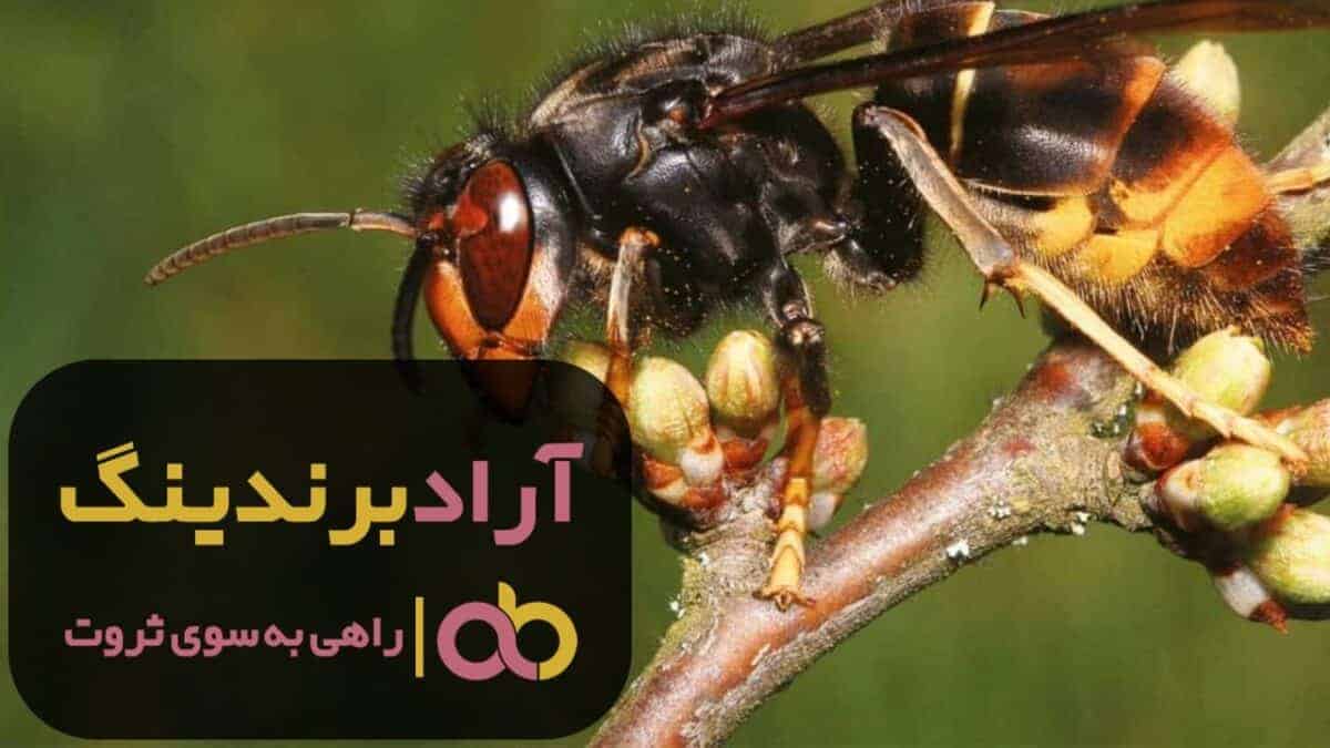 C:\Users\MacanPc.ir\Downloads\ghaleb reportage (41).jpg