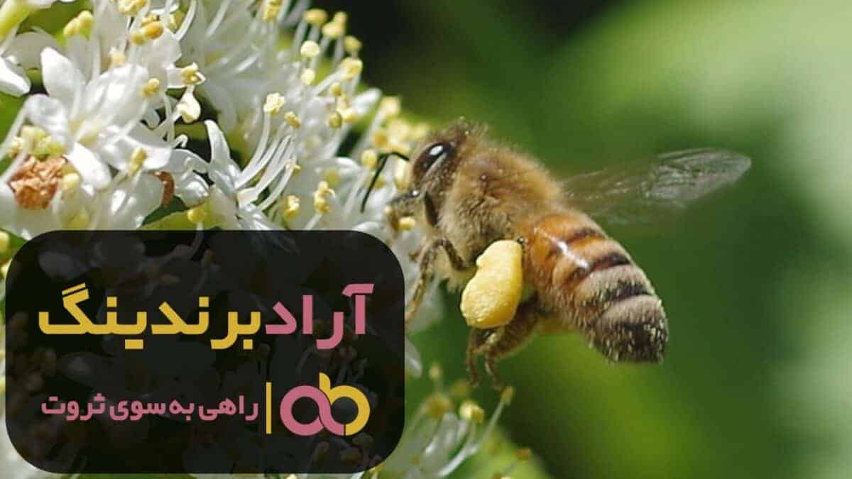 C:\Users\MacanPc.ir\Downloads\ghaleb reportage (42).jpg
