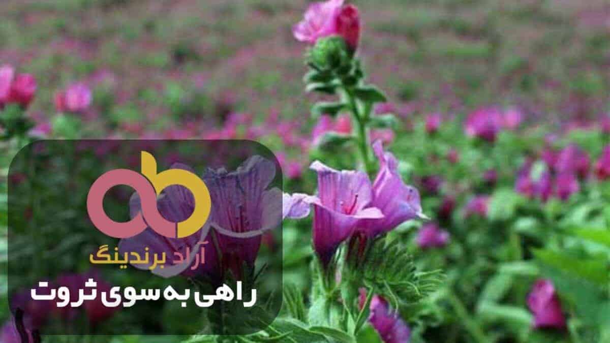 word image 203722 1 scaled - قیمت گل گاو زبان وحشی طبیعی 600 گرمی کیسه ای - گل گاو زبان وحشی