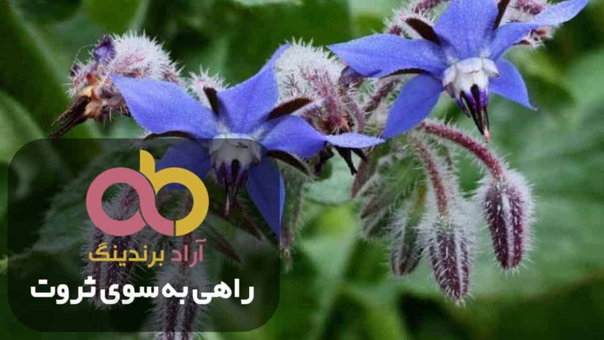 word image 203722 2 scaled - قیمت گل گاو زبان وحشی طبیعی 600 گرمی کیسه ای - گل گاو زبان وحشی