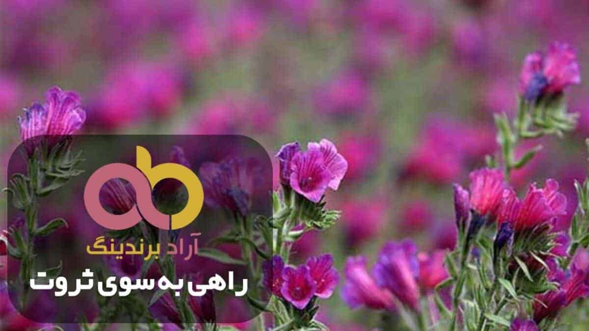 قیمت گل گاو زبان وحشی طبیعی 600 گرمی کیسه ای