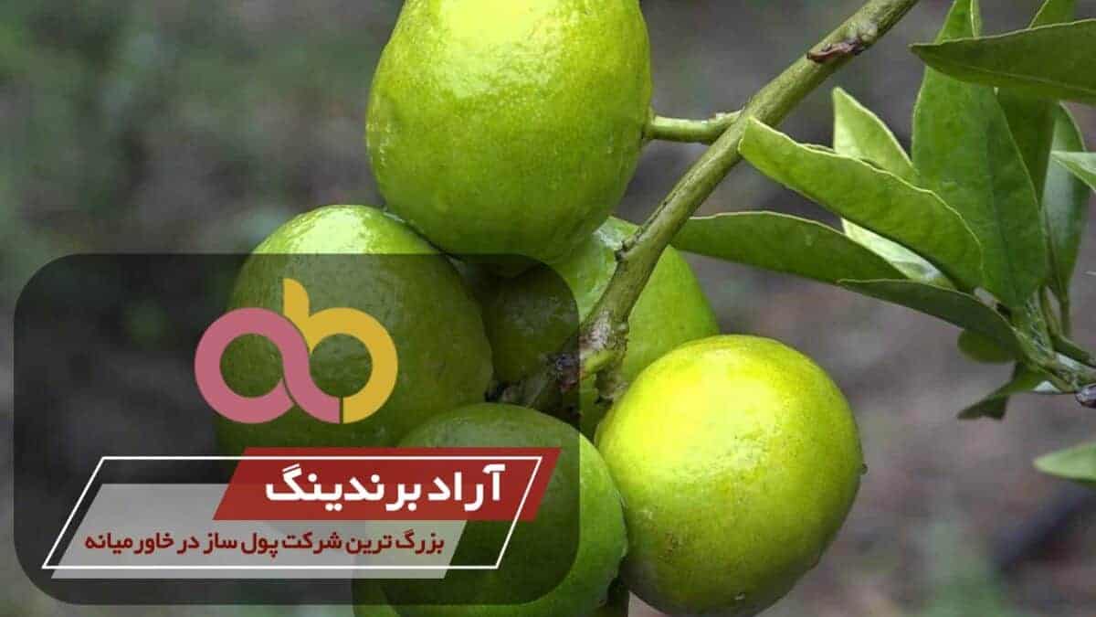 خرید نارنگی سبز شیرین کوچک