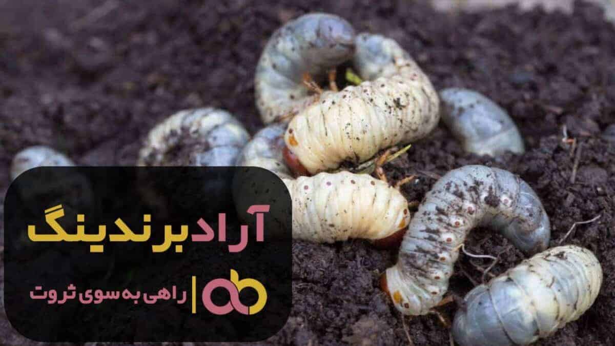خرید سم لارو کش صنعتی قوی 2 word image 204553 2 scaled - خرید سم لارو کش صنعتی قوی - سم لارو کش