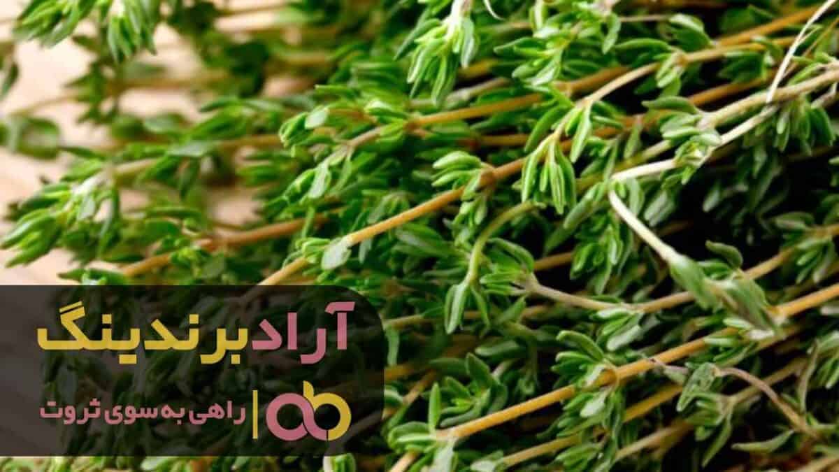 قیمت آویشن کوهی شیرازی ایلام